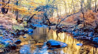 Three forests of the Community of Madrid